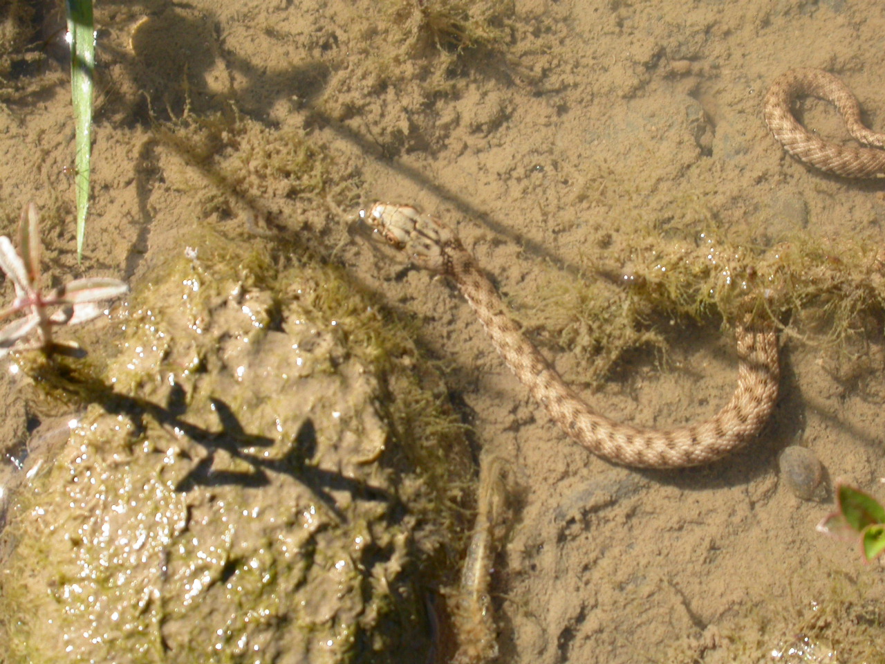 Su Yılanı - Natrix tessellata